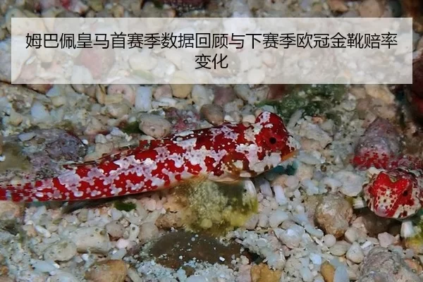 姆巴佩皇马首赛季数据回顾与下赛季欧冠金靴赔率变化
